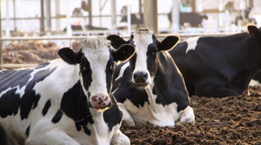 Milk Rate