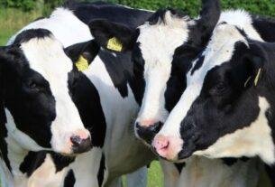 Milk rate