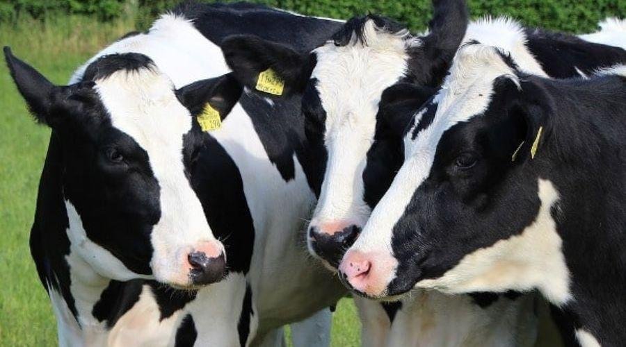 Milk rate