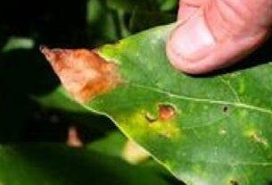 Nutrient deficiency