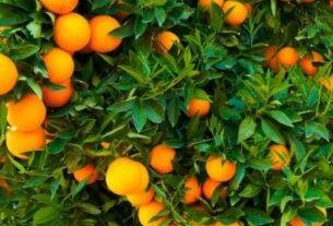 Orange Farming