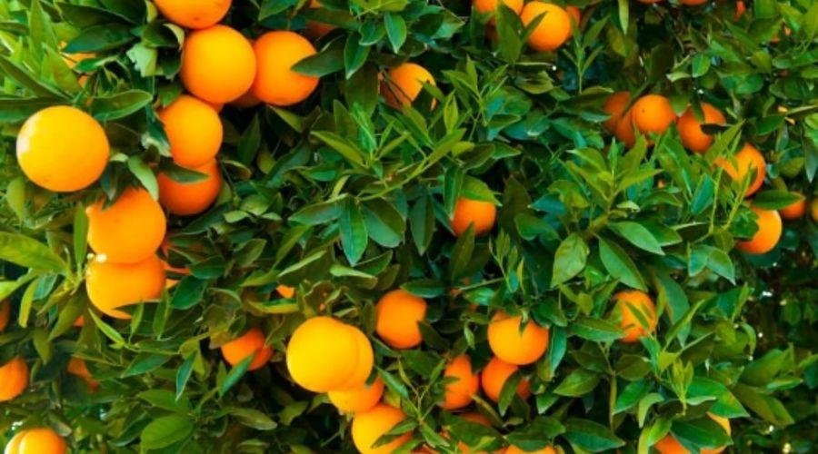 Orange Farming