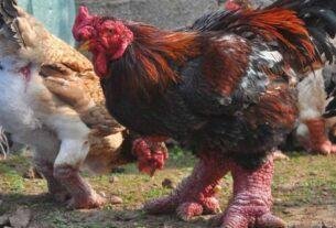 Poultry Farming