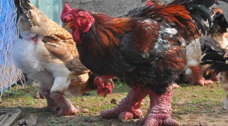 Poultry Farming