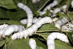 Silk farmer