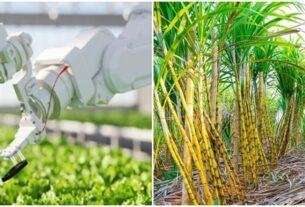Sugarcane Cultivation