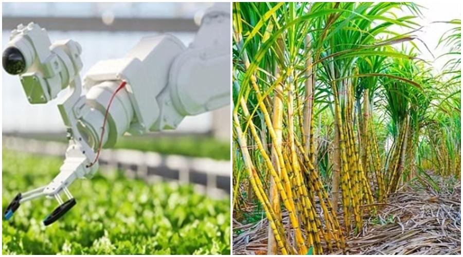 Sugarcane Cultivation