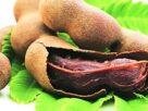 Cultivation of tamarind