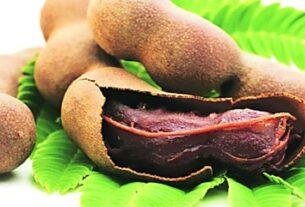 Cultivation of tamarind