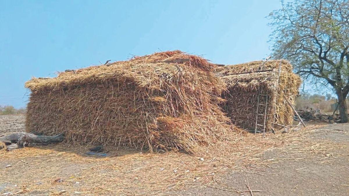 Drought in Maharashtra
