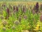 Qionoa Farming