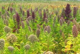 Qionoa Farming