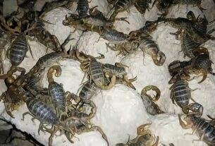 Scorpion Farming