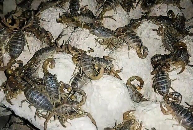 Scorpion Farming