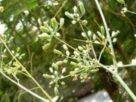 Fennel Cultivation
