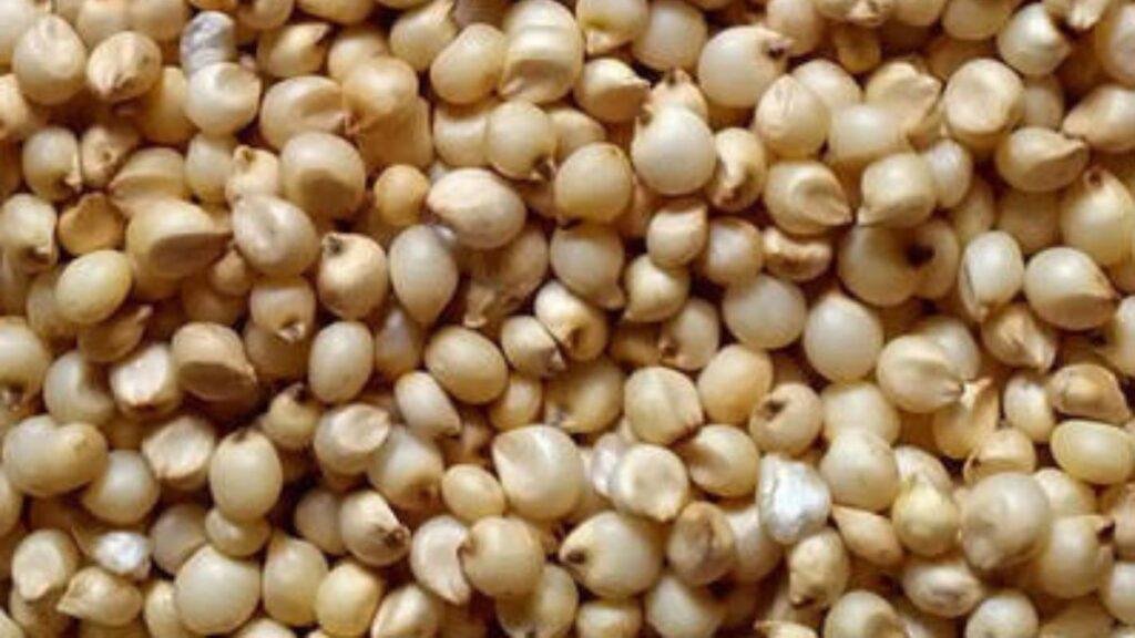 Sorghum Market
